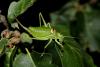 Ephippiger diurnus diurnus